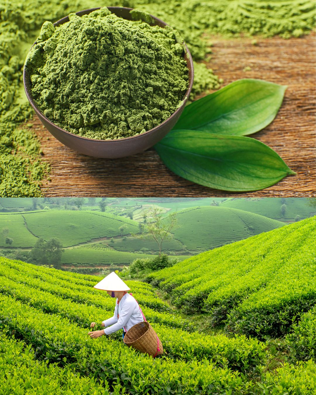 Die Wissenschaft hinter Grüntee: Was Forschung und Studien sagen!