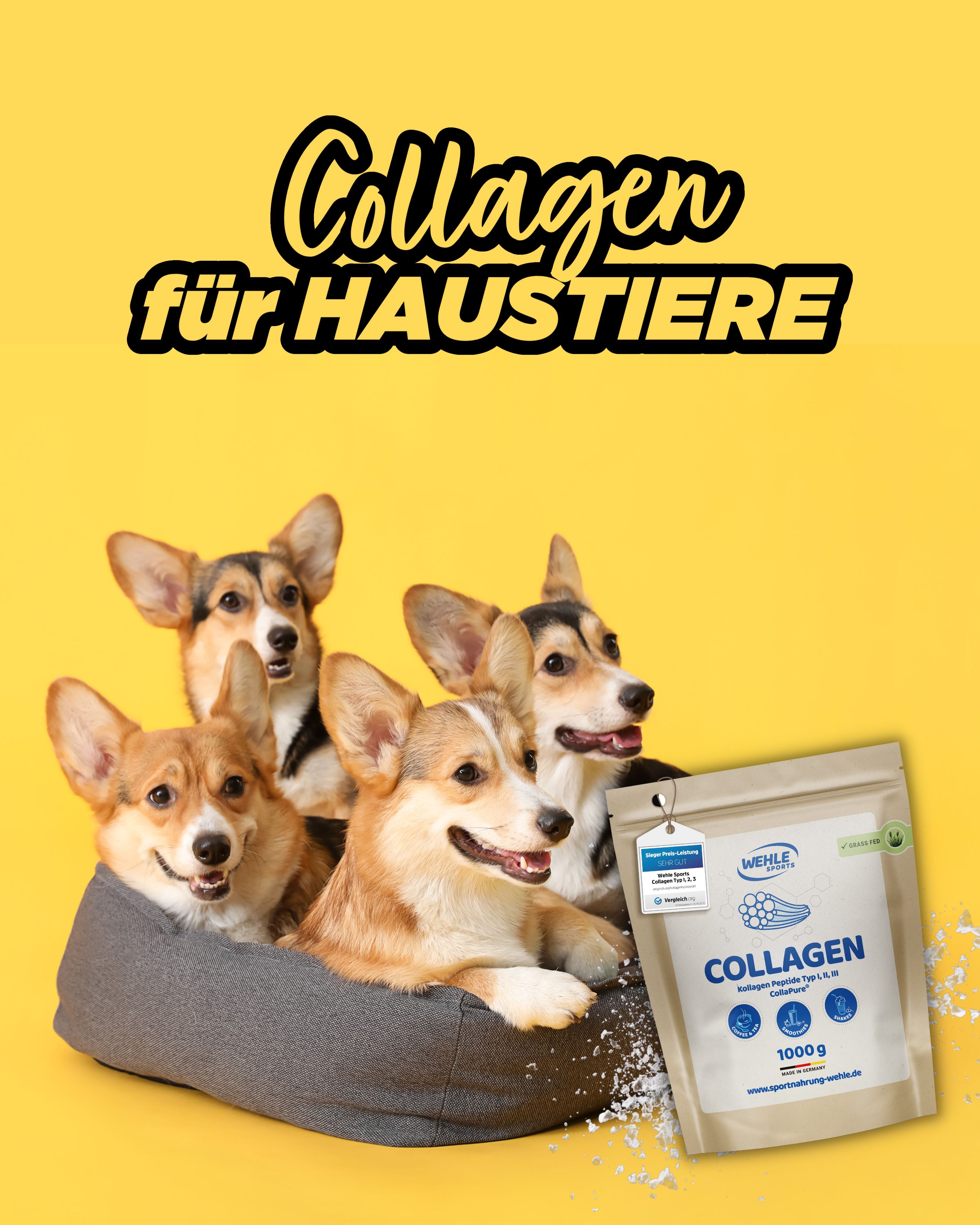 Kollagen für Haustiere: Warum Bello, Mieze und Black Beauty das Gleiche verdienen wie wir!