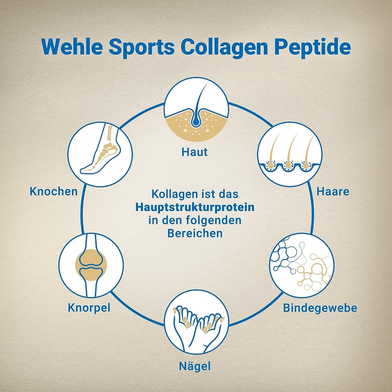 Wehle Sports Collagen Peptide - 300 Kollagen Kapseln