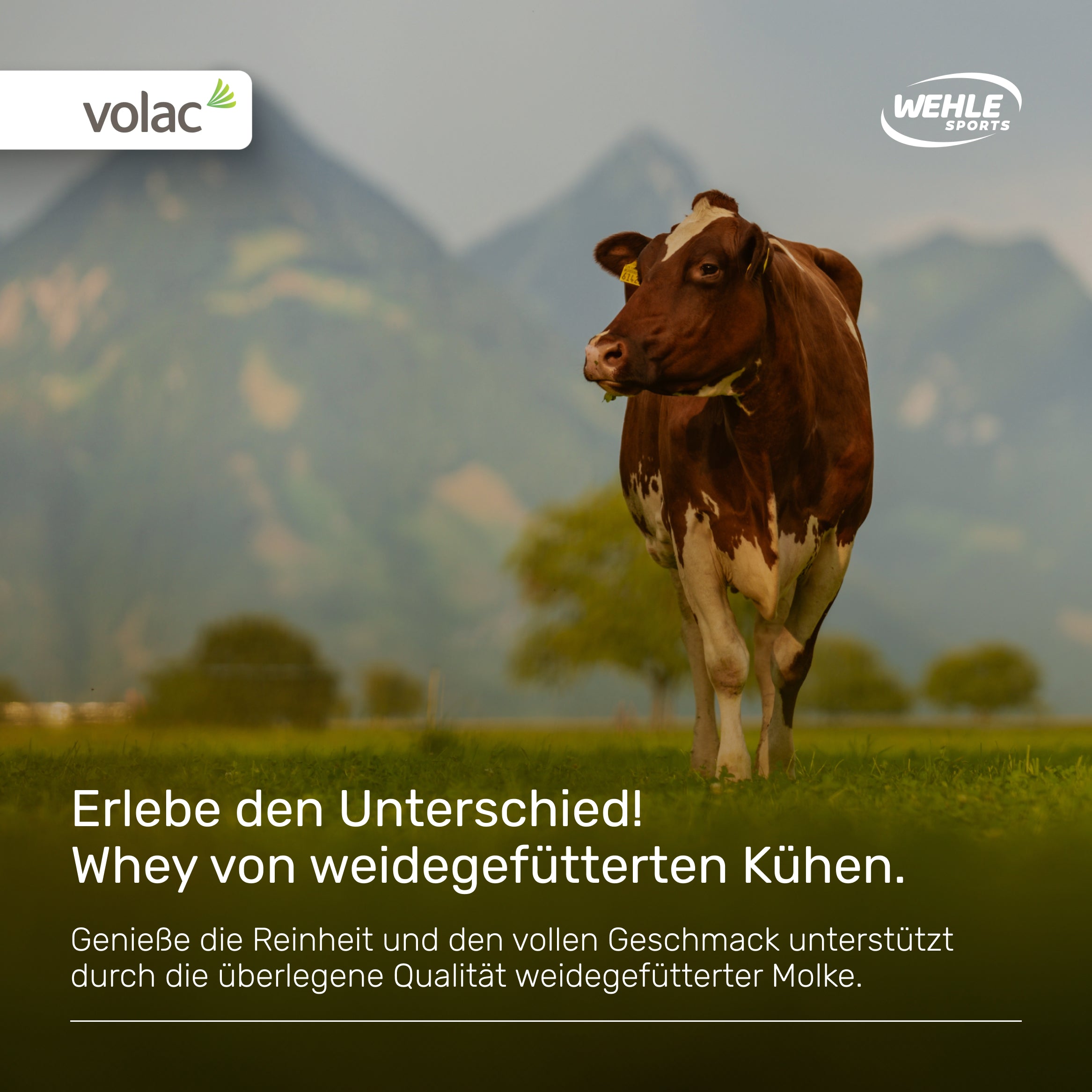 Wehle Sports Protein Iced Coffee - 908g