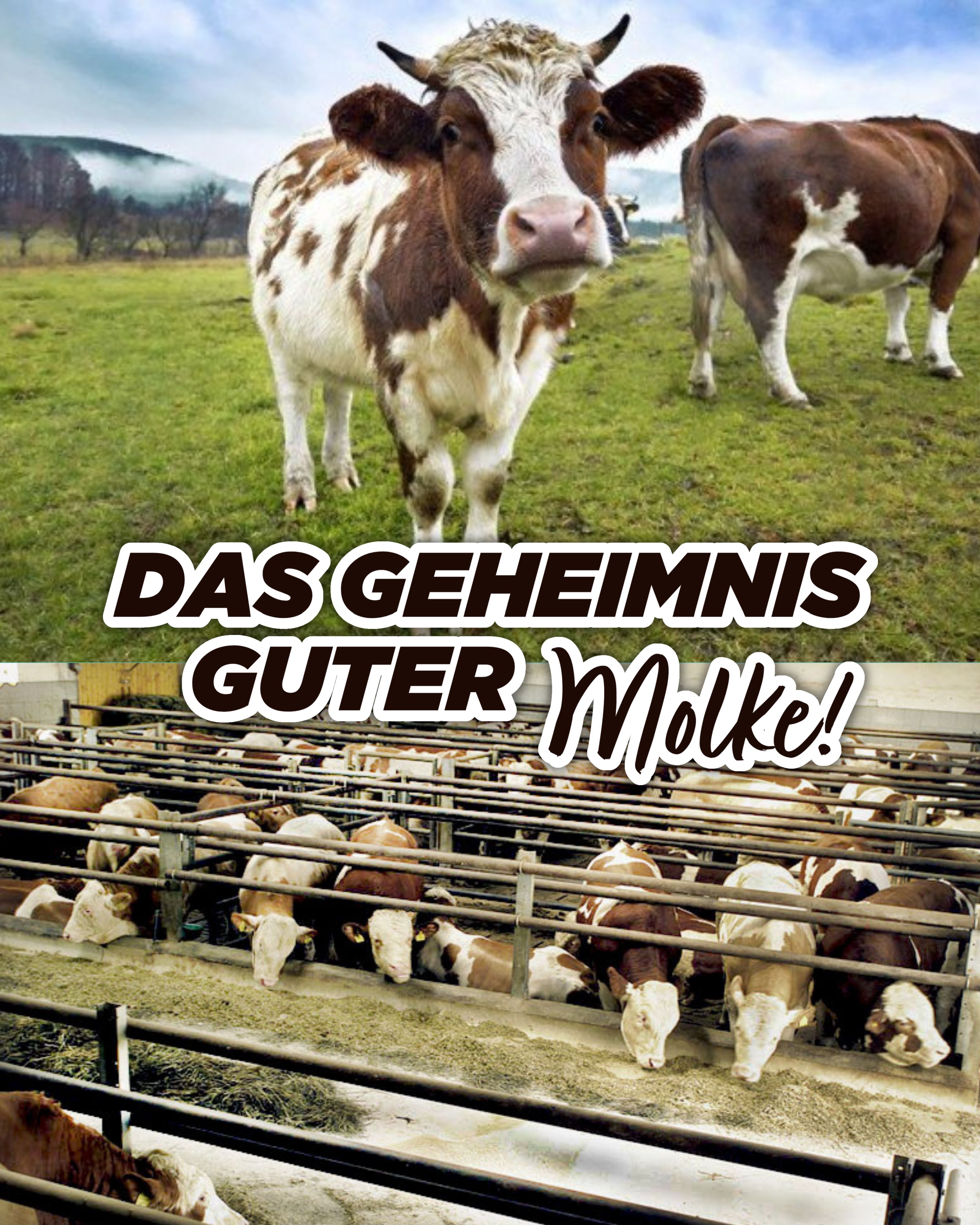 Warum nicht jedes Whey Protein gleich ist: Das Geheimnis guter Molke