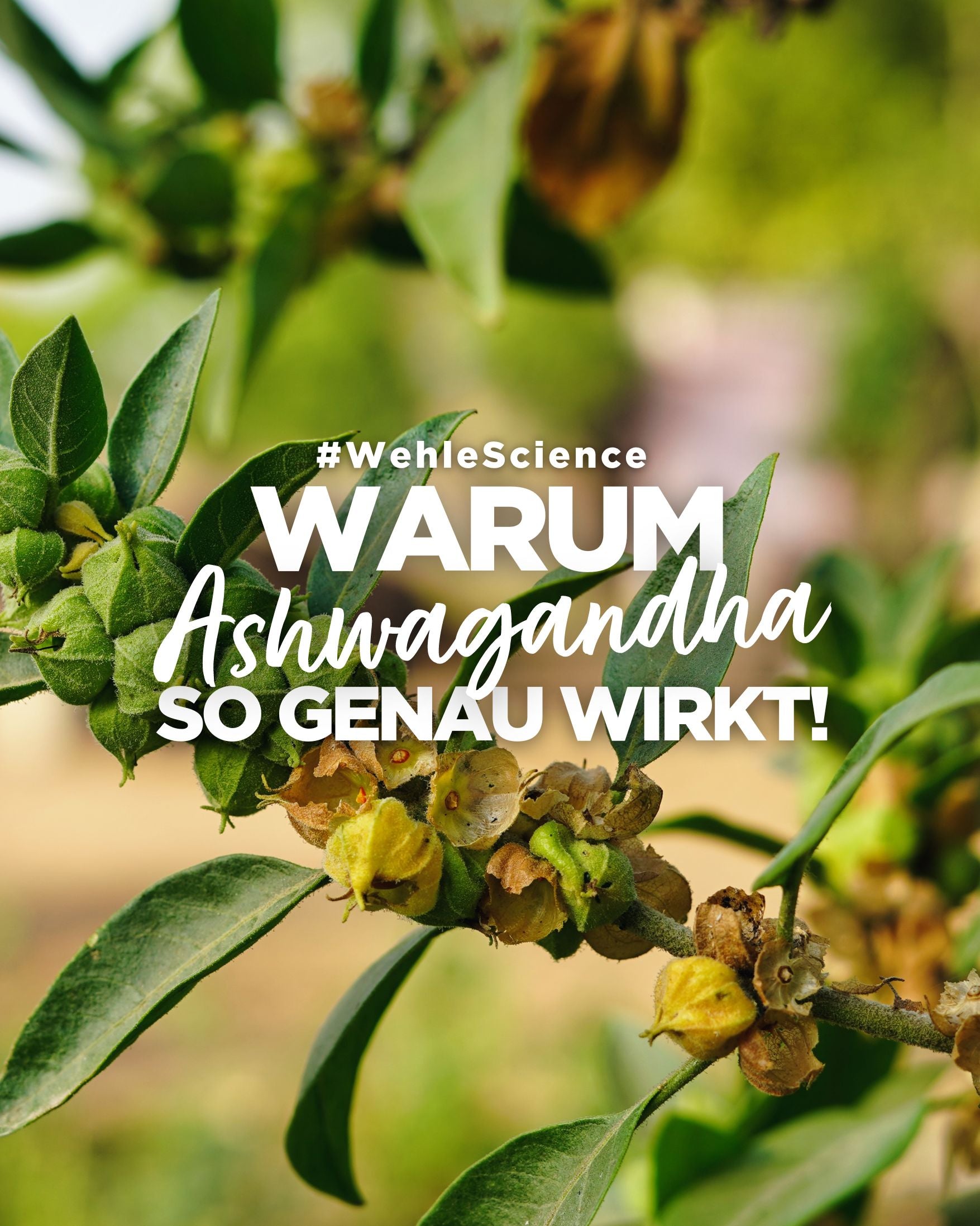 Warum Ashwagandha so wirkt!