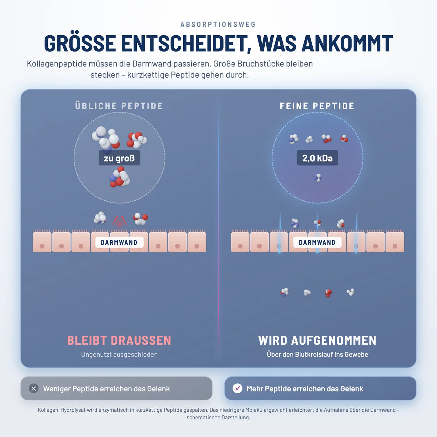 Die meisten Kollagen-Peptide erreichen Ihre Gelenke überhaupt nicht. Sie sind zu groß, um aufgenommen zu werden.