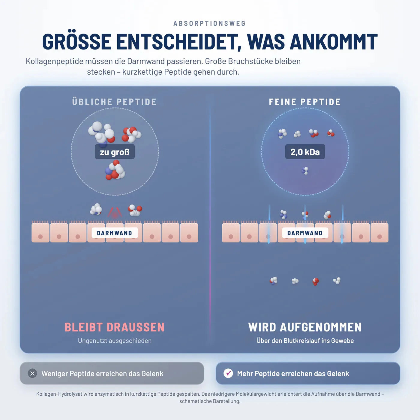 Die meisten Kollagen-Peptide erreichen Ihre Gelenke überhaupt nicht. Sie sind zu groß, um aufgenommen zu werden.